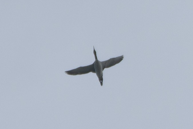 紅喉潛鳥 - ML646412955