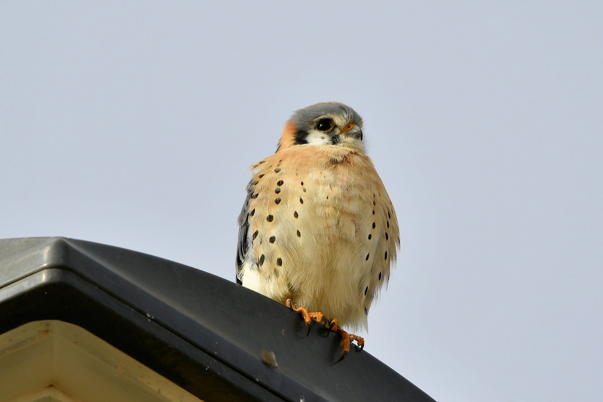 アメリカチョウゲンボウ - ML646412956