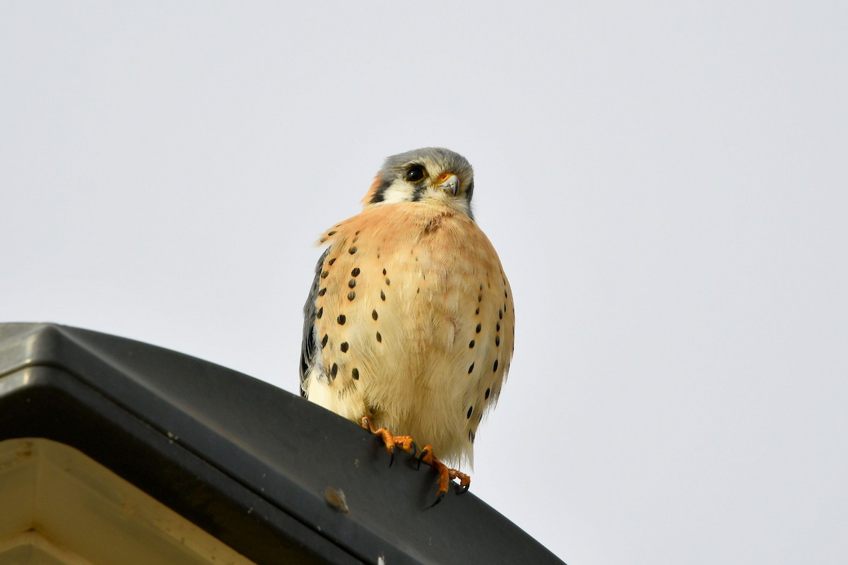 アメリカチョウゲンボウ - ML646412957