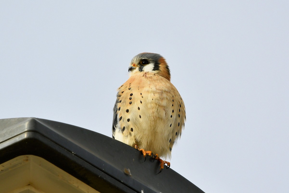 アメリカチョウゲンボウ - ML646412958