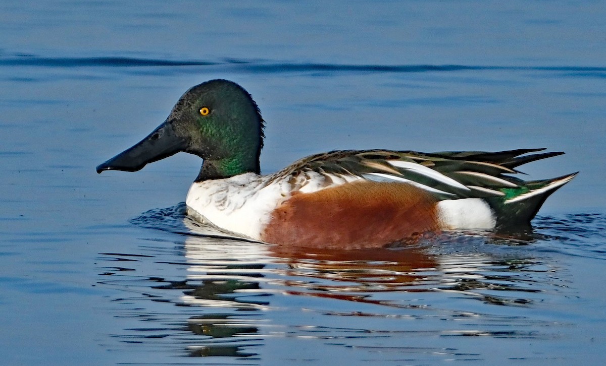 Northern Shoveler - ML646412959