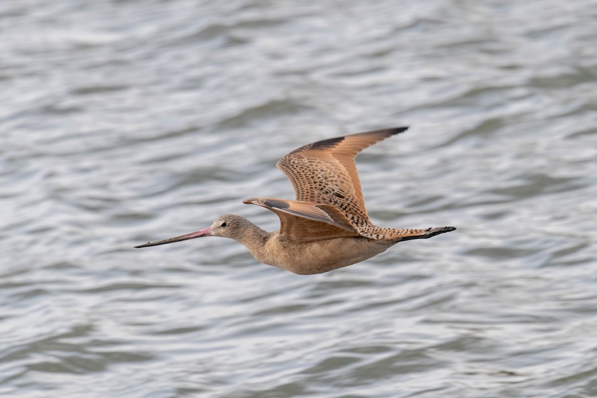 Marbled Godwit - ML646412960
