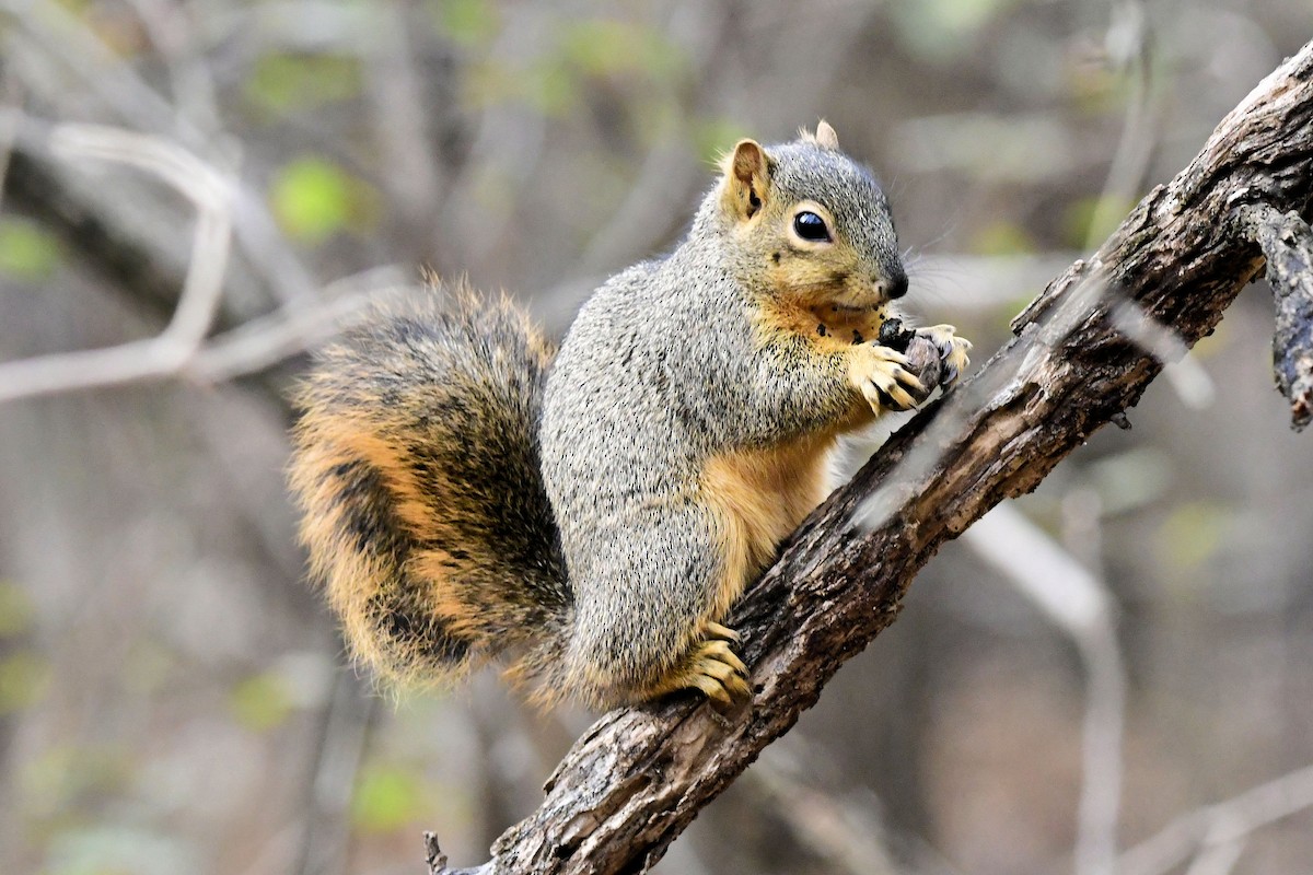 トウブキツネリス - ML646412961