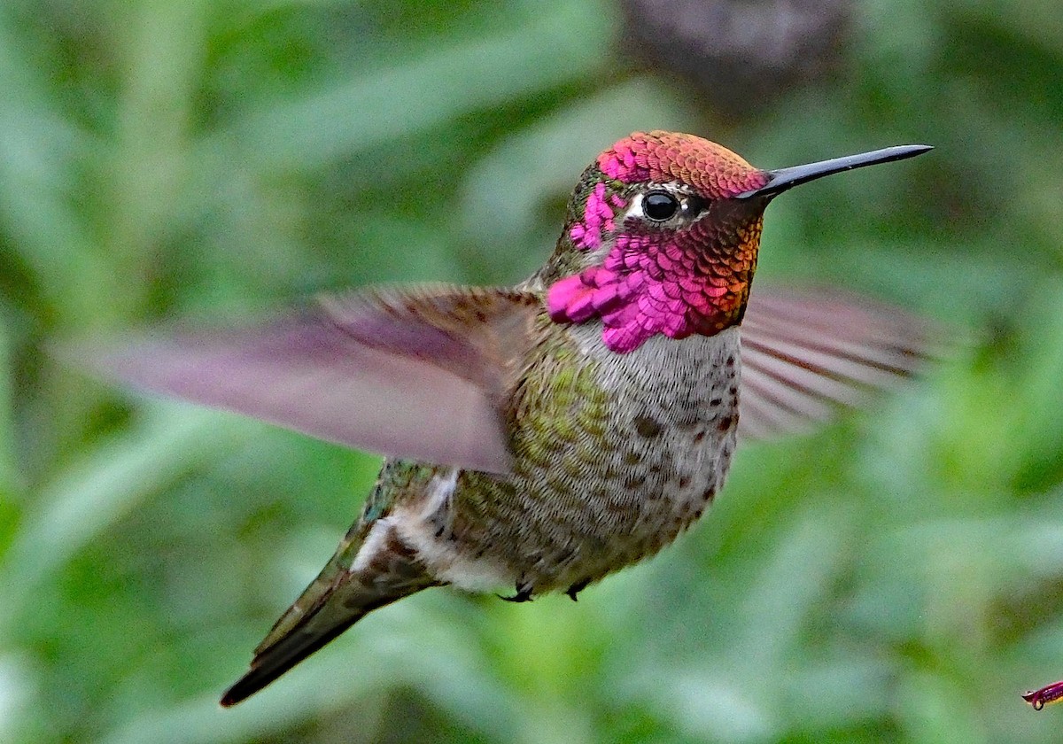 Anna's Hummingbird - ML646412967