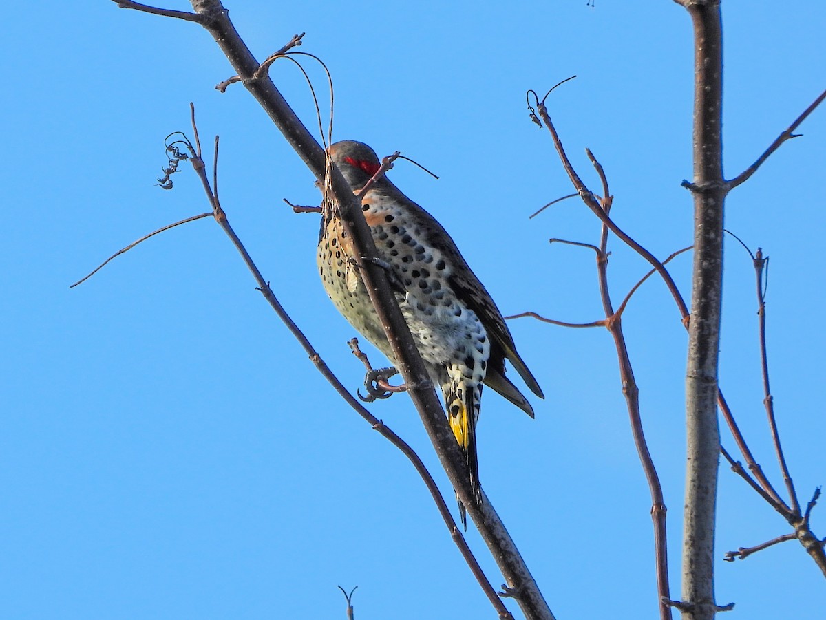 Northern Flicker - ML646412971