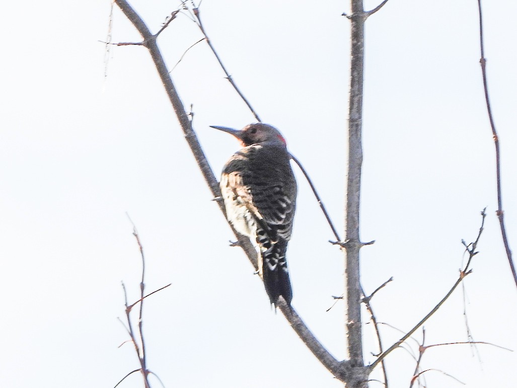 Northern Flicker - ML646412972