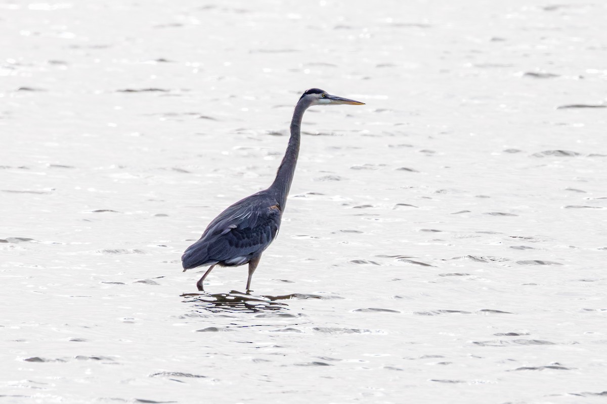 Great Blue Heron - ML646412973