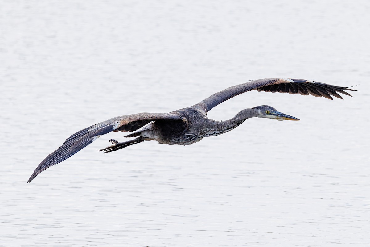 Great Blue Heron - ML646412974