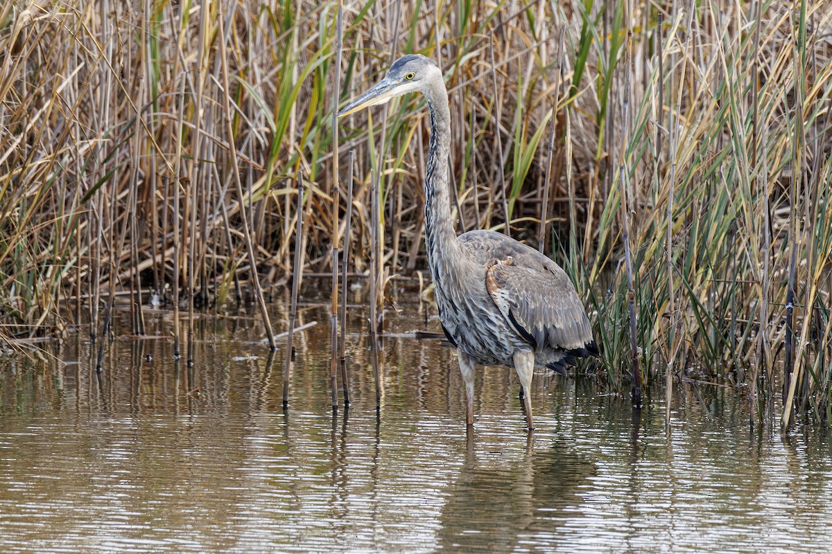 Great Blue Heron - ML646412975