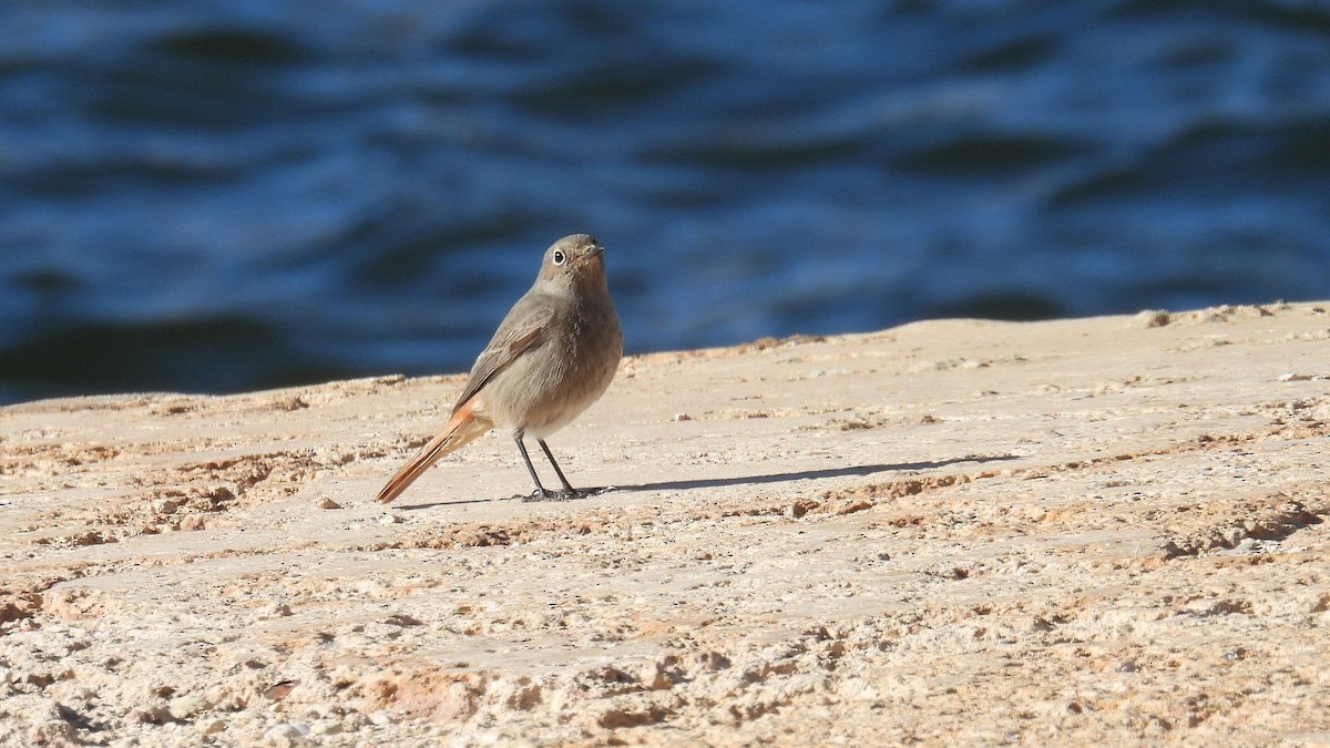 赭紅尾鴝 - ML646412976