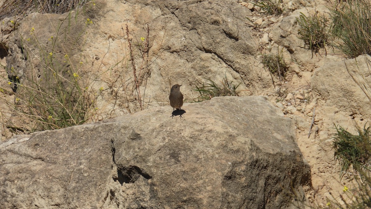 赭紅尾鴝 - ML646412977