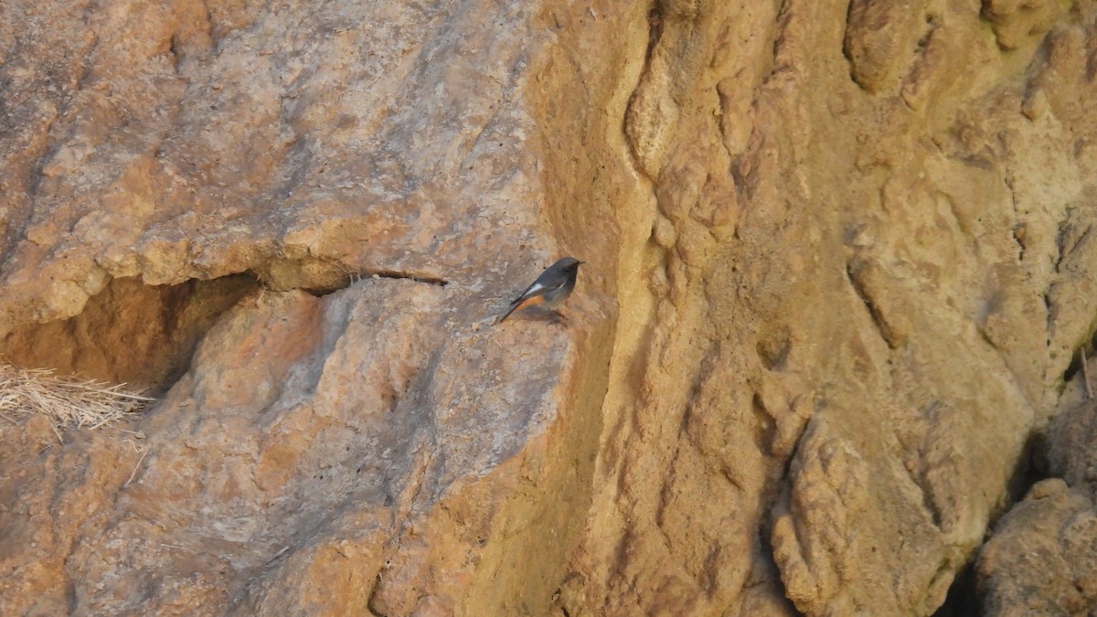 赭紅尾鴝 - ML646412978