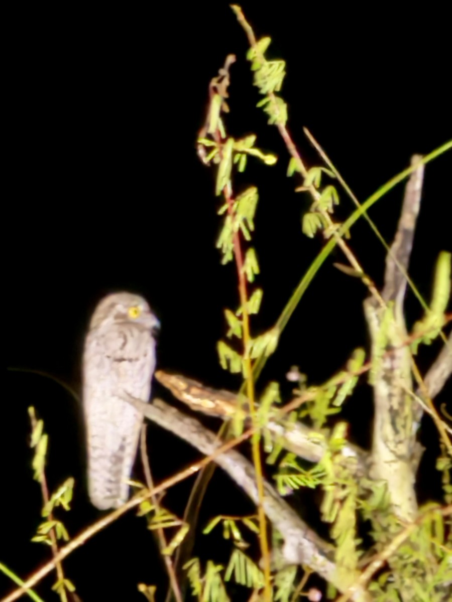 Northern Potoo - ML646412979