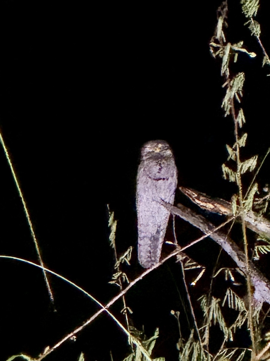 Northern Potoo - ML646412980