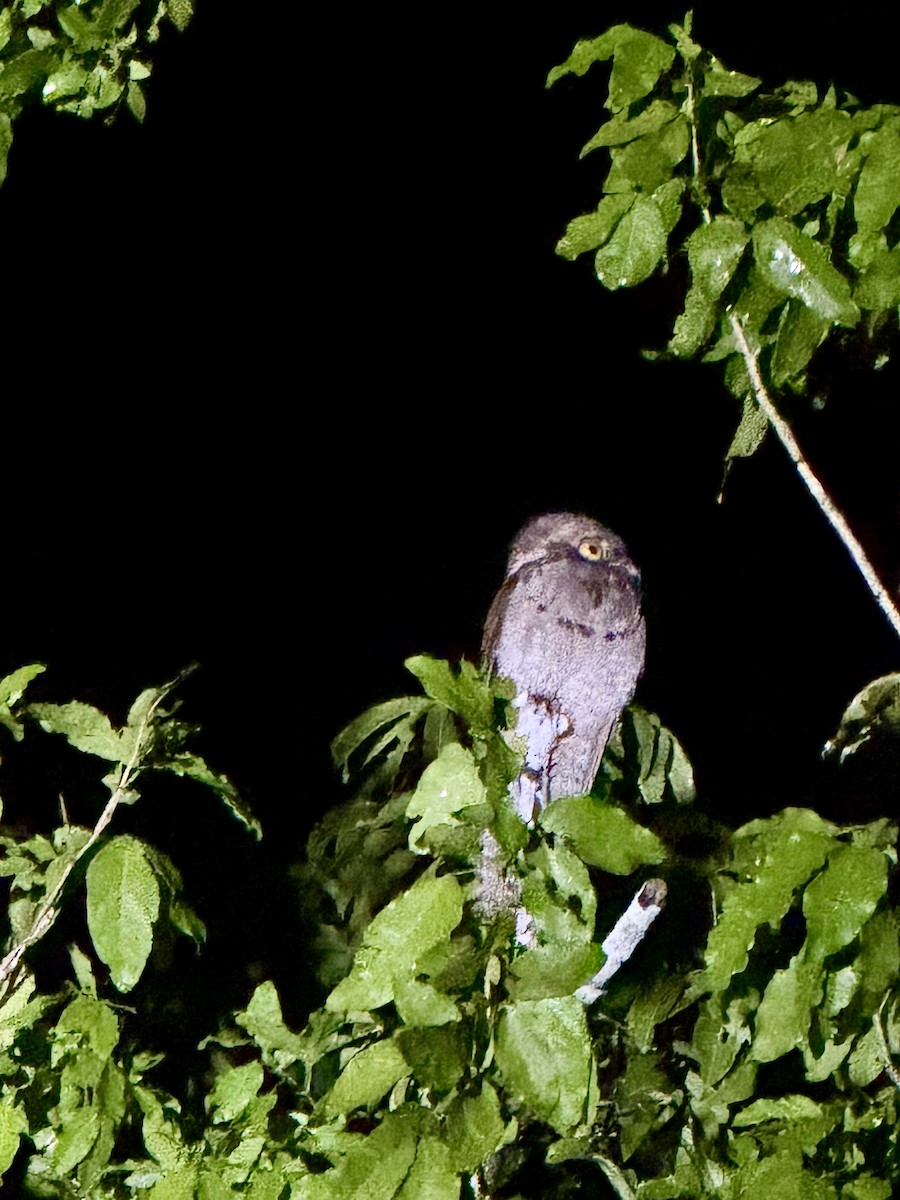Northern Potoo - ML646412981