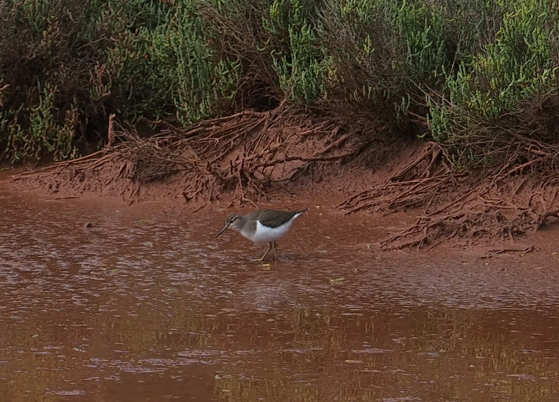 Common Sandpiper - ML646412982