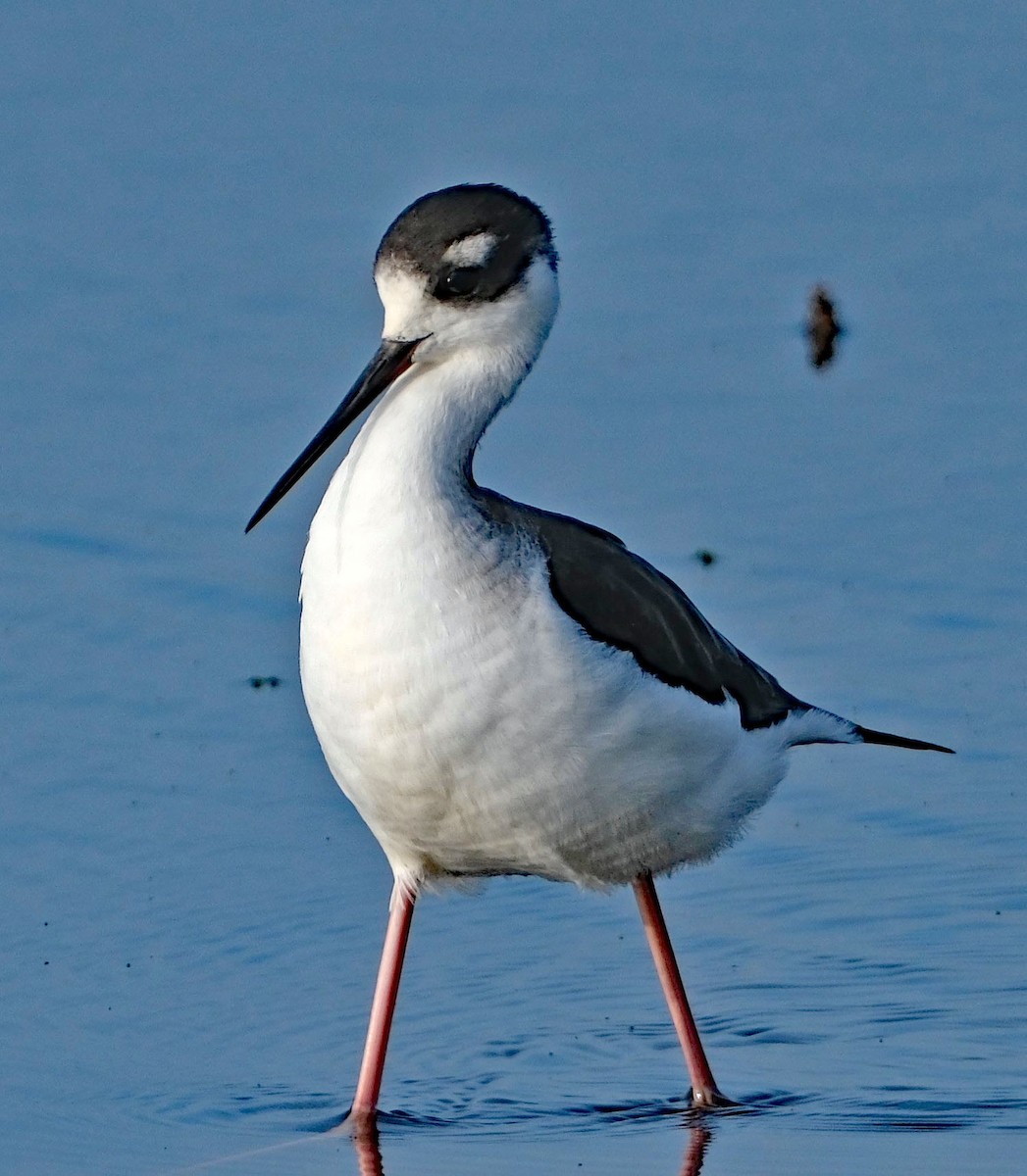 Black-necked Stilt - ML646412983