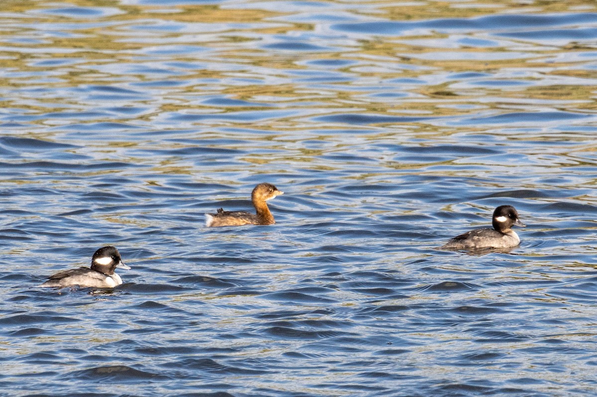 Bufflehead - ML646412984