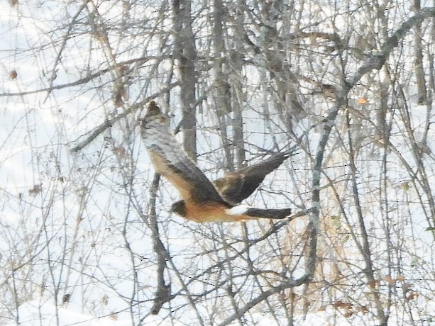 Northern Harrier - ML646412985