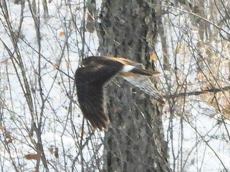 Northern Harrier - ML646412986