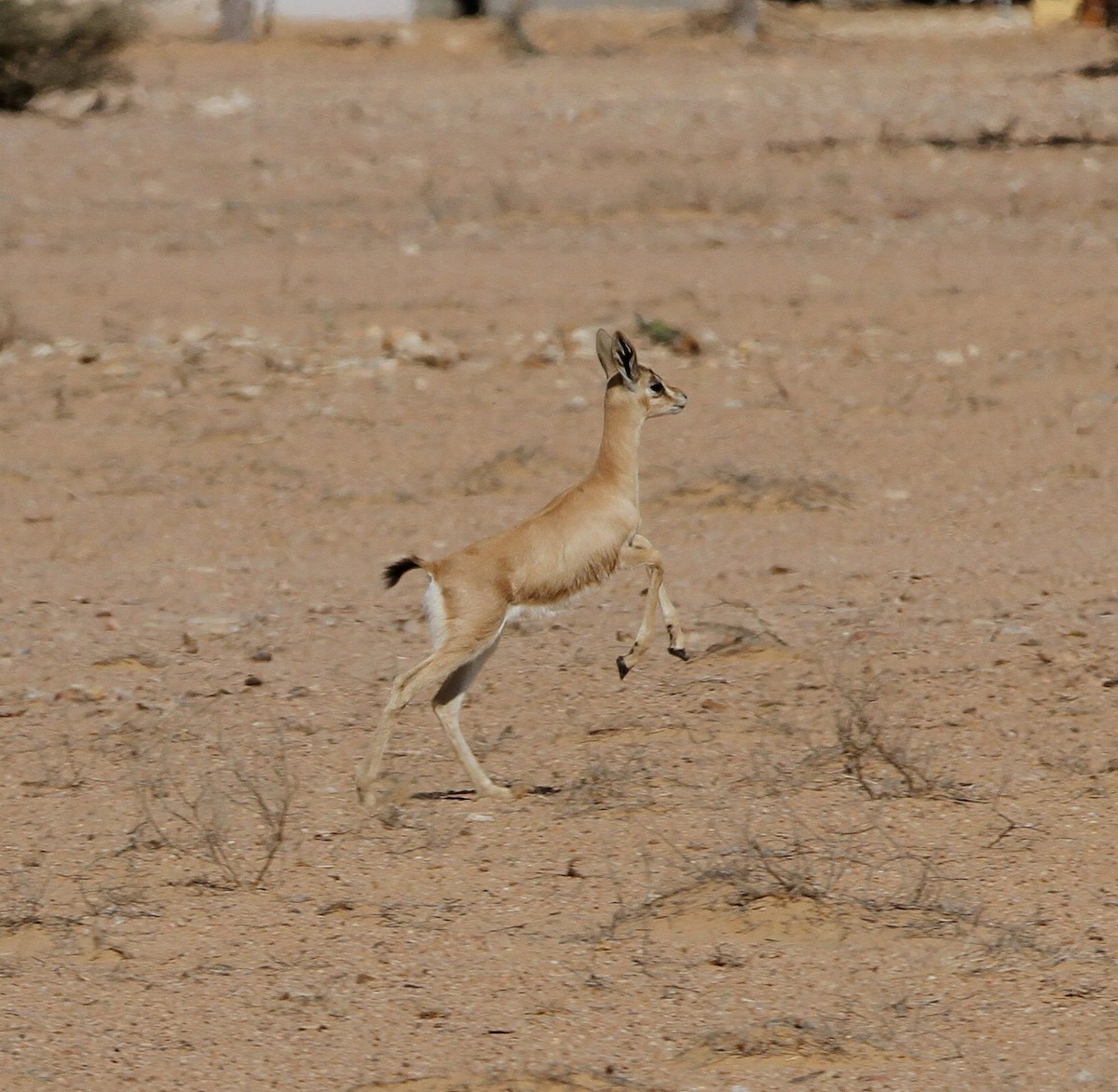 Sand Gazelle - ML646412987