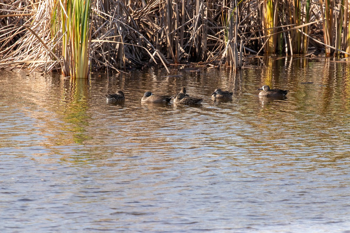 čírka modrokřídlá - ML646412988