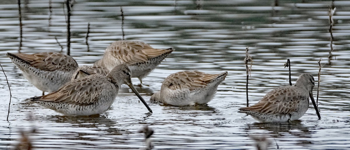 Long-billed Dowitcher - ML646412990
