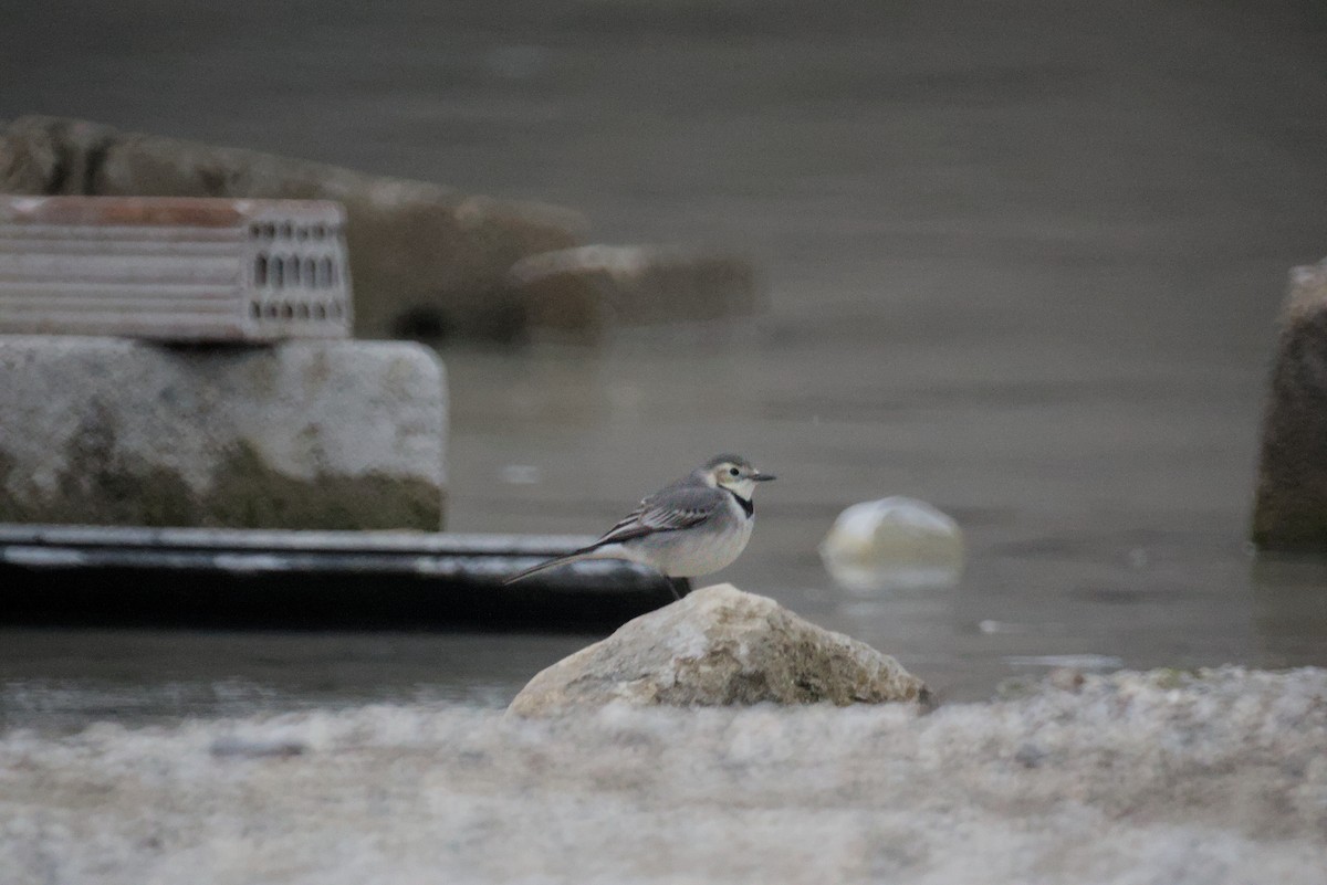 konipas bílý - ML646412991