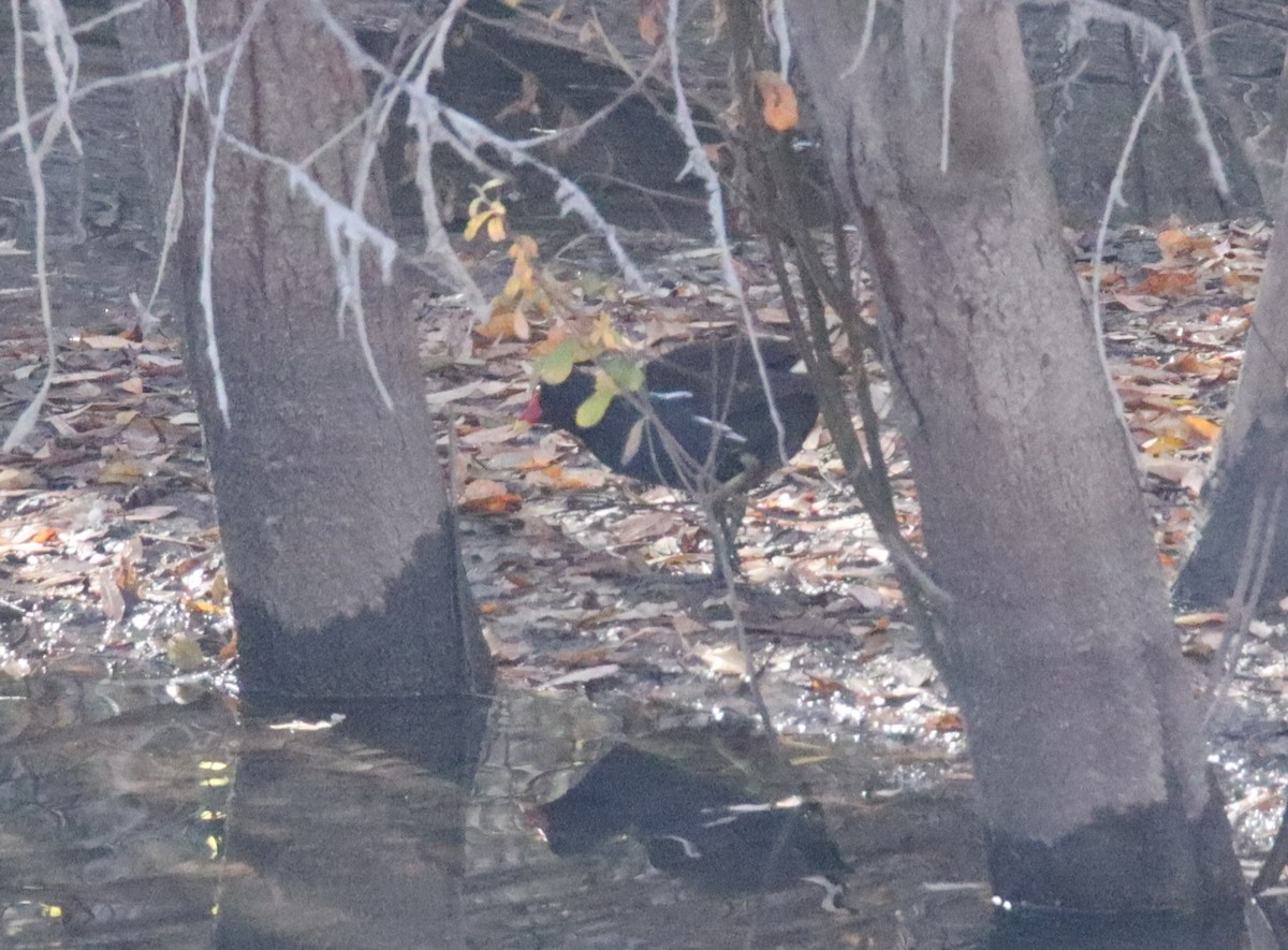 Eurasian Moorhen - ML646412998