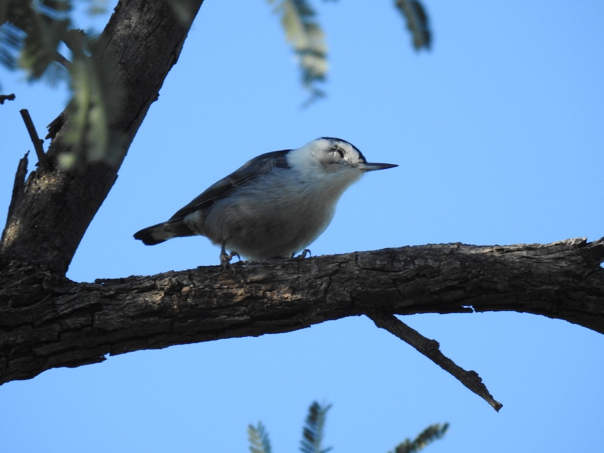 White-breasted Nuthatch - ML646412999