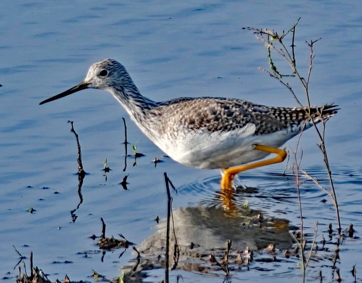 Greater Yellowlegs - ML646413001