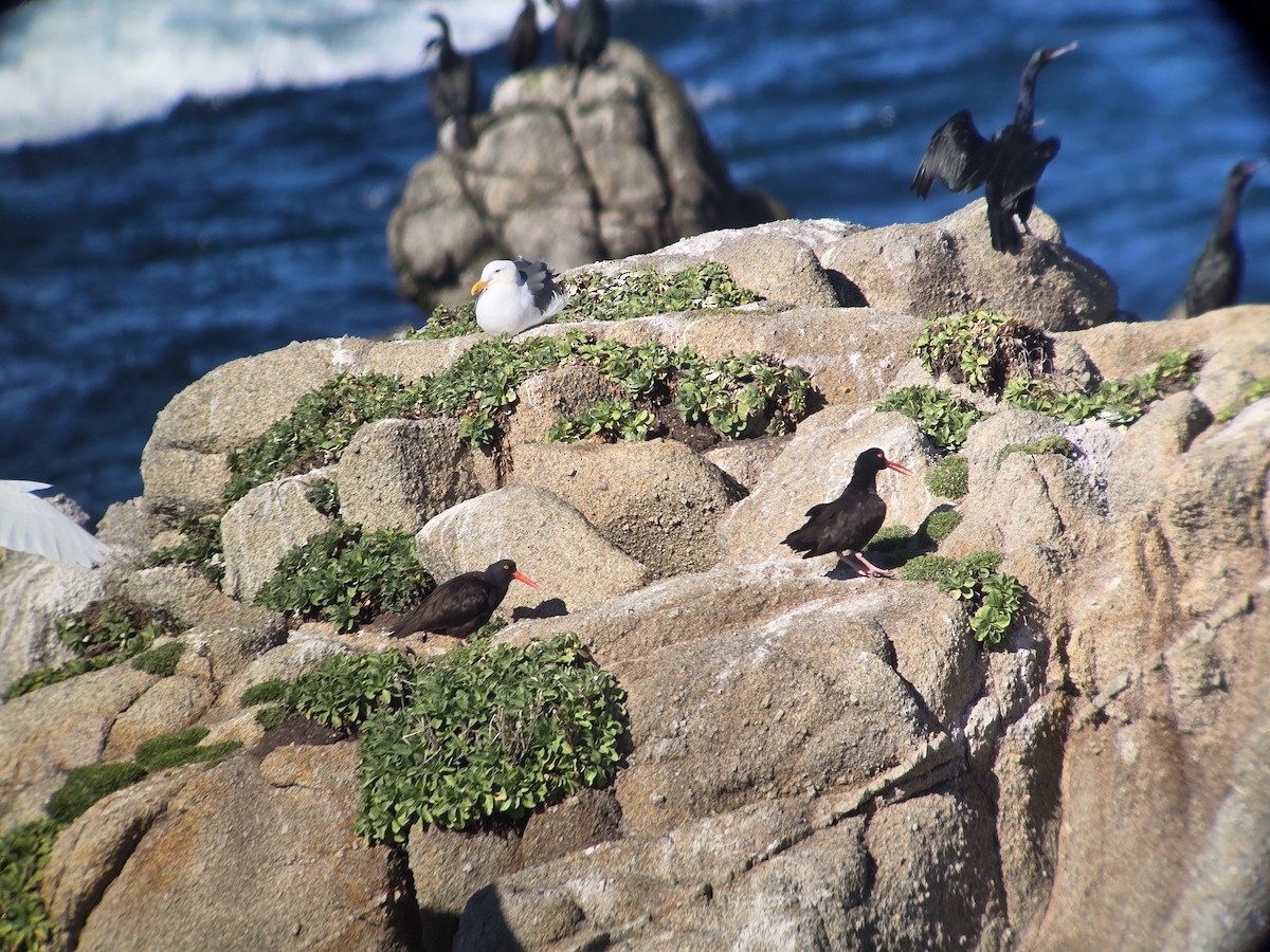 Black Oystercatcher - ML646413004