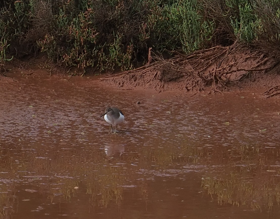 Common Sandpiper - ML646413005