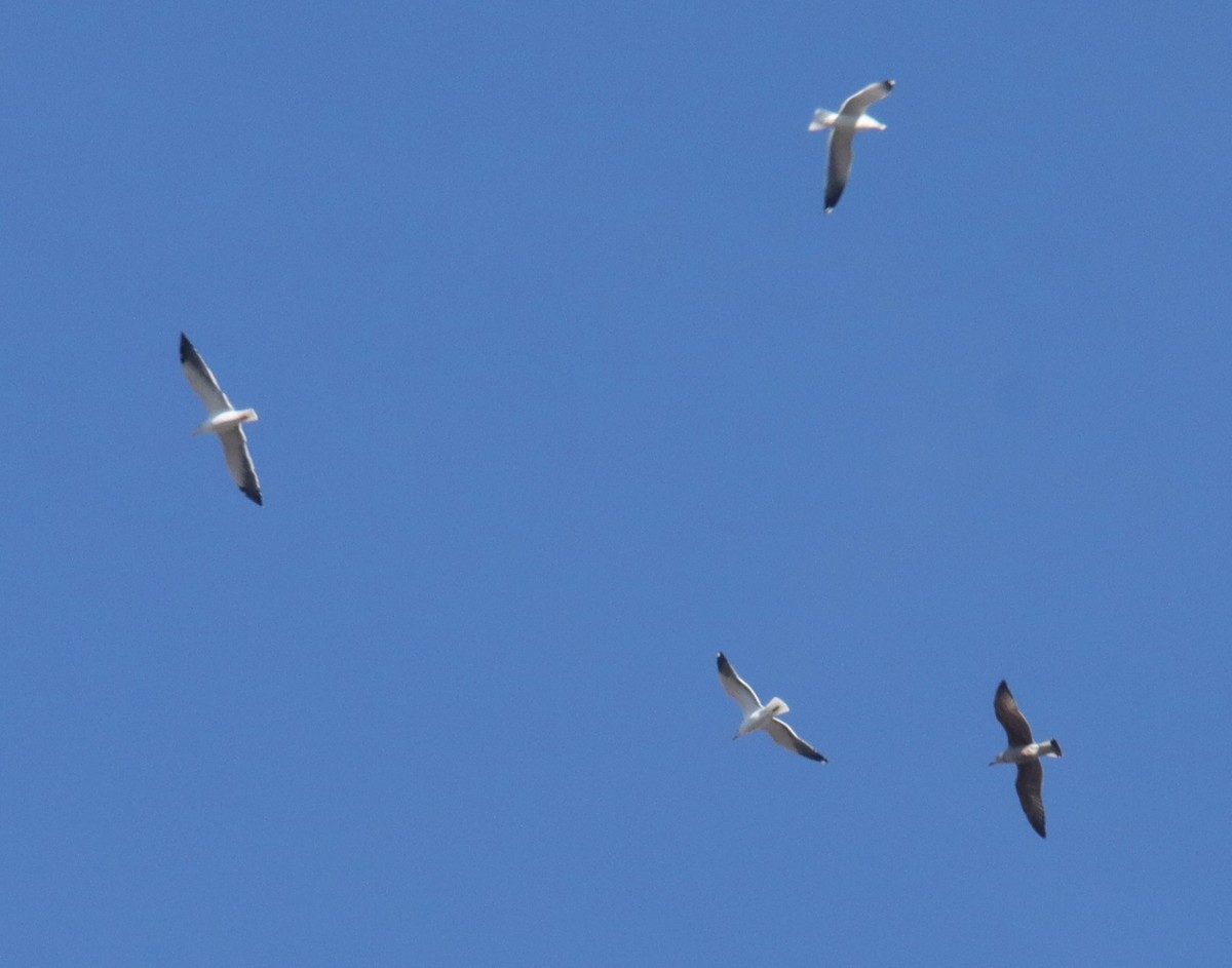 Larus sp. - ML646413007