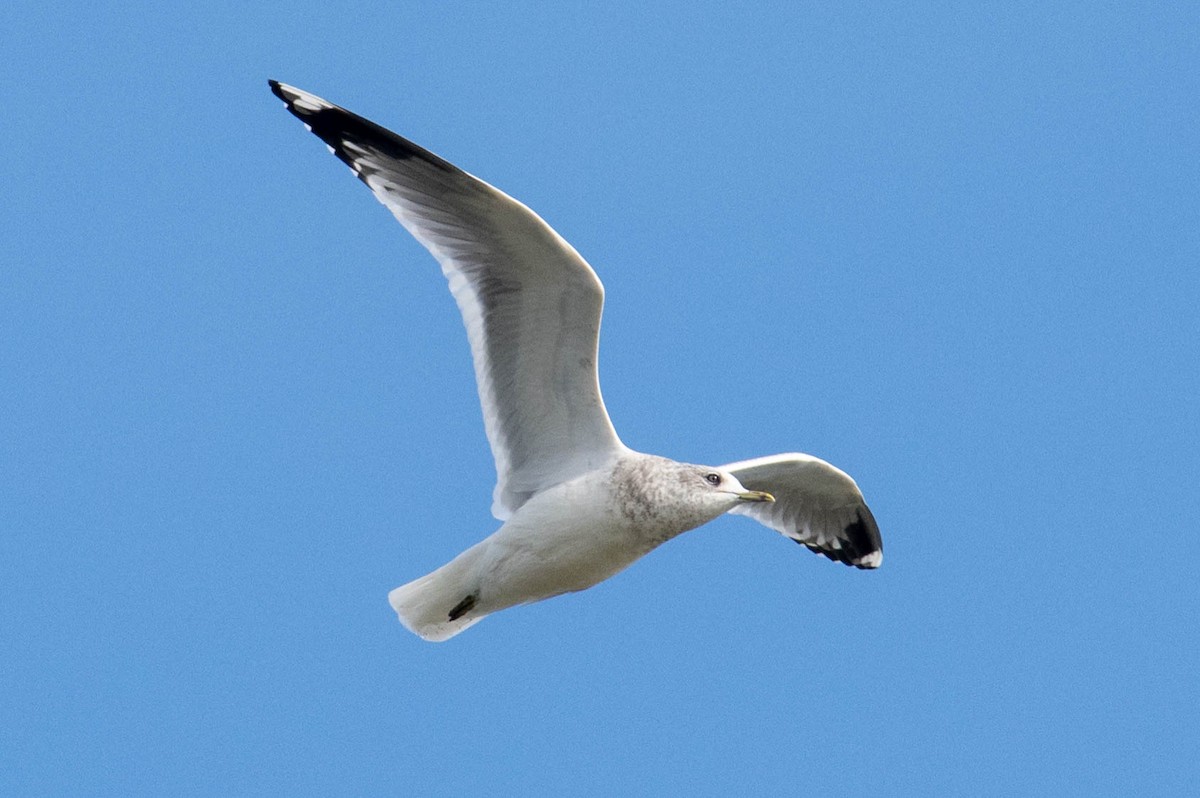 Short-billed Gull - ML646413008