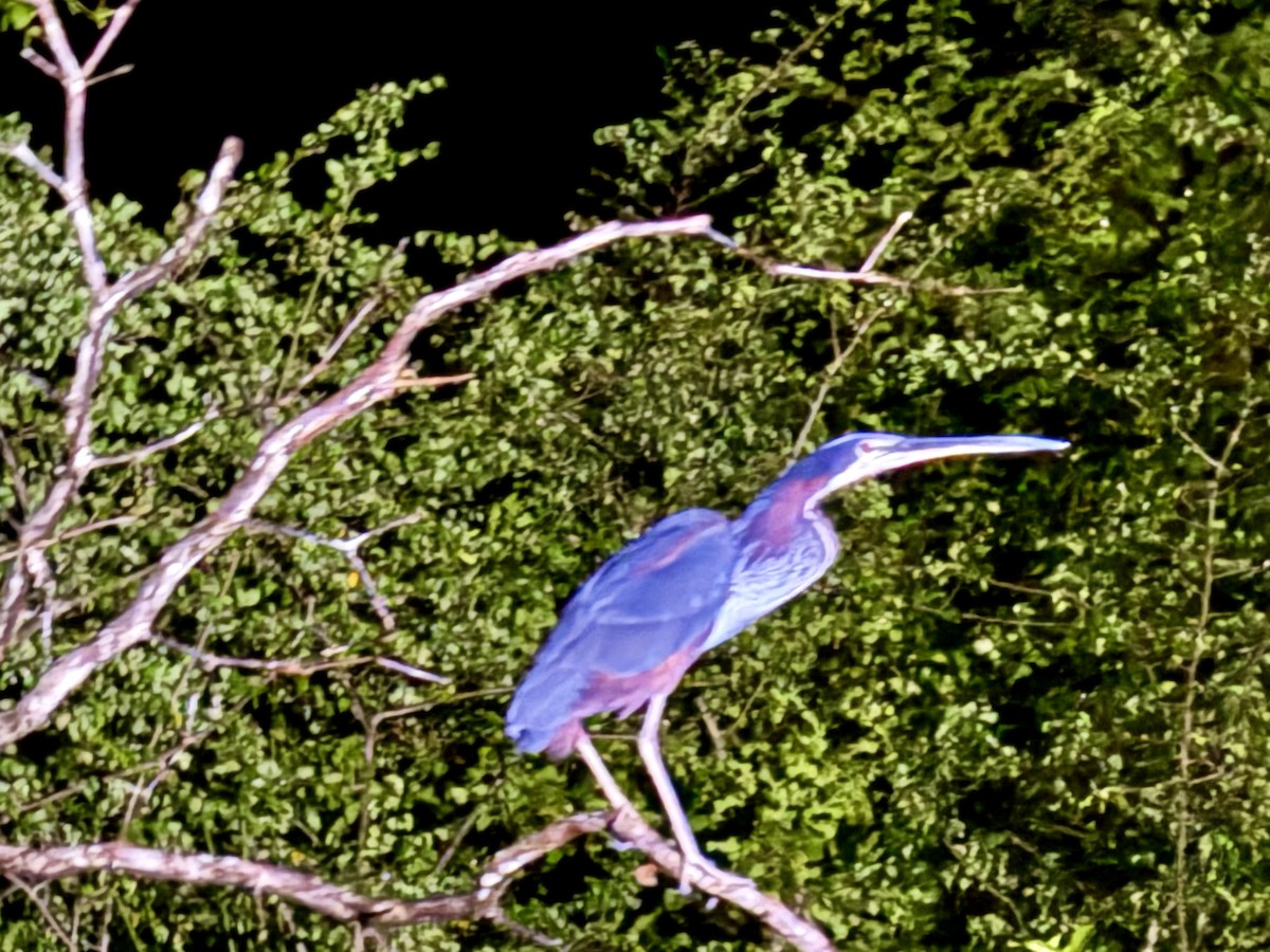 Agami Balıkçılı - ML646413010