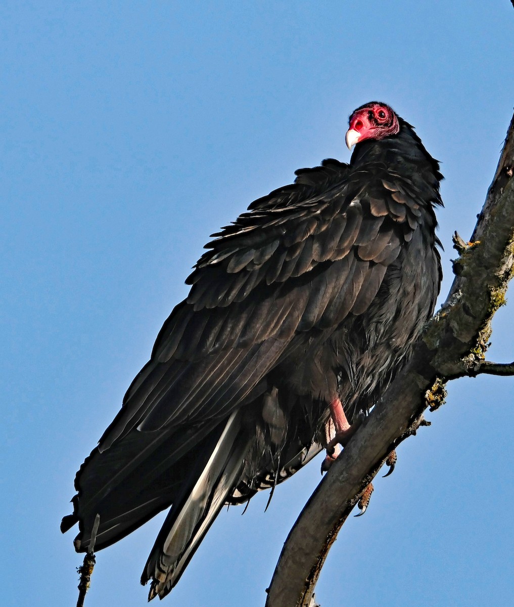 Turkey Vulture - ML646413013
