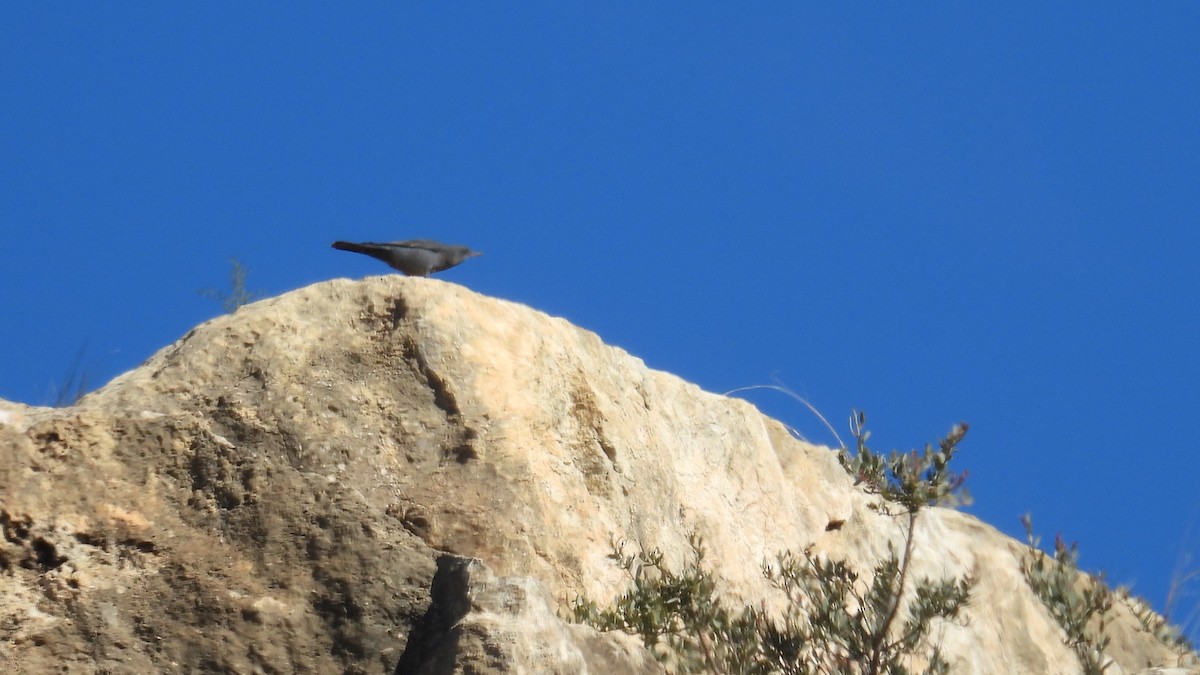 藍磯鶇 - ML646413015