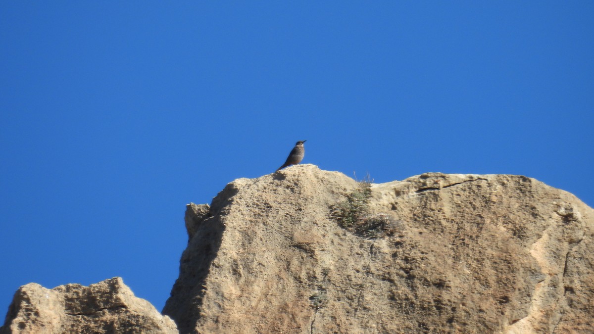 藍磯鶇 - ML646413016