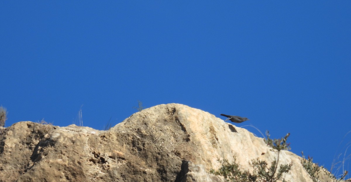 藍磯鶇 - ML646413017