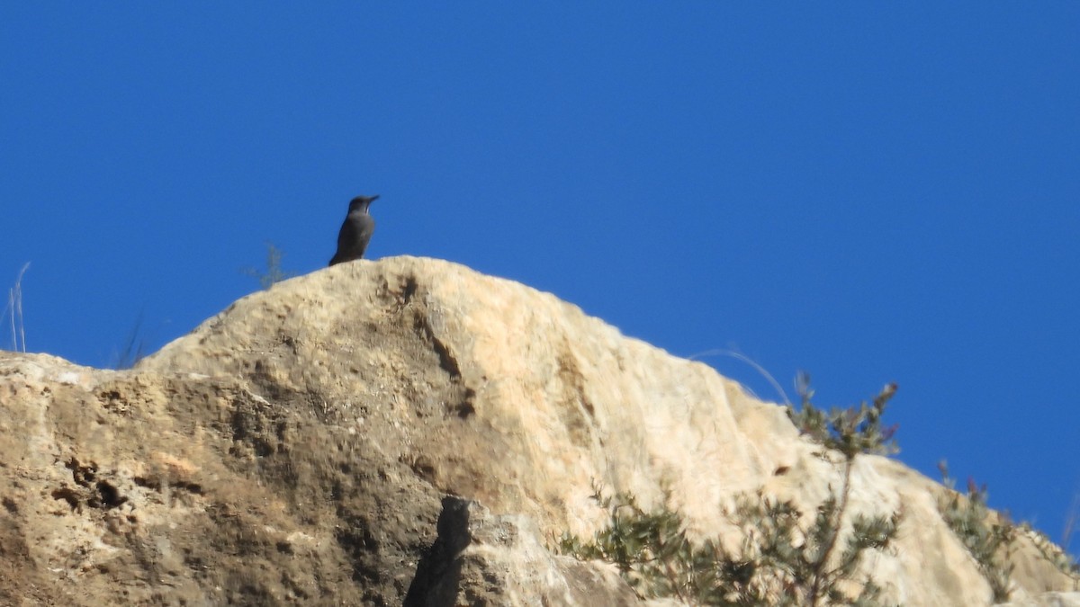 藍磯鶇 - ML646413018