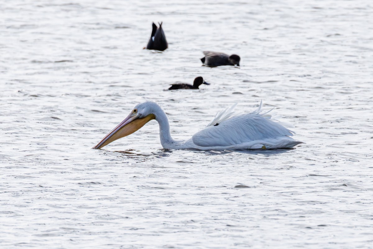 American White Pelican - ML646413020