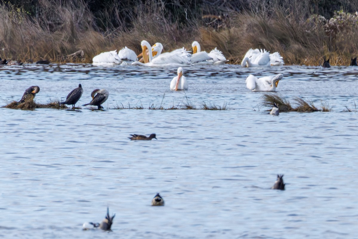 American White Pelican - ML646413021