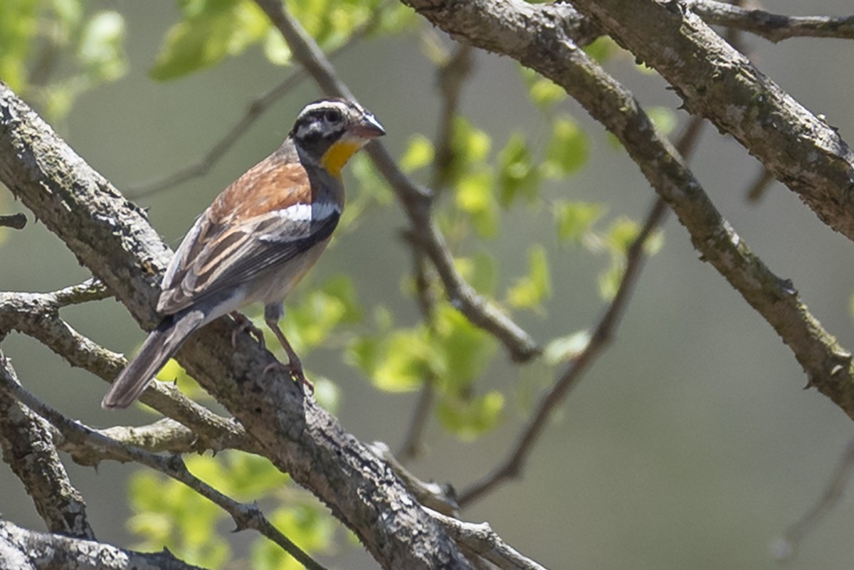Golden-breasted Bunting - ML646413023