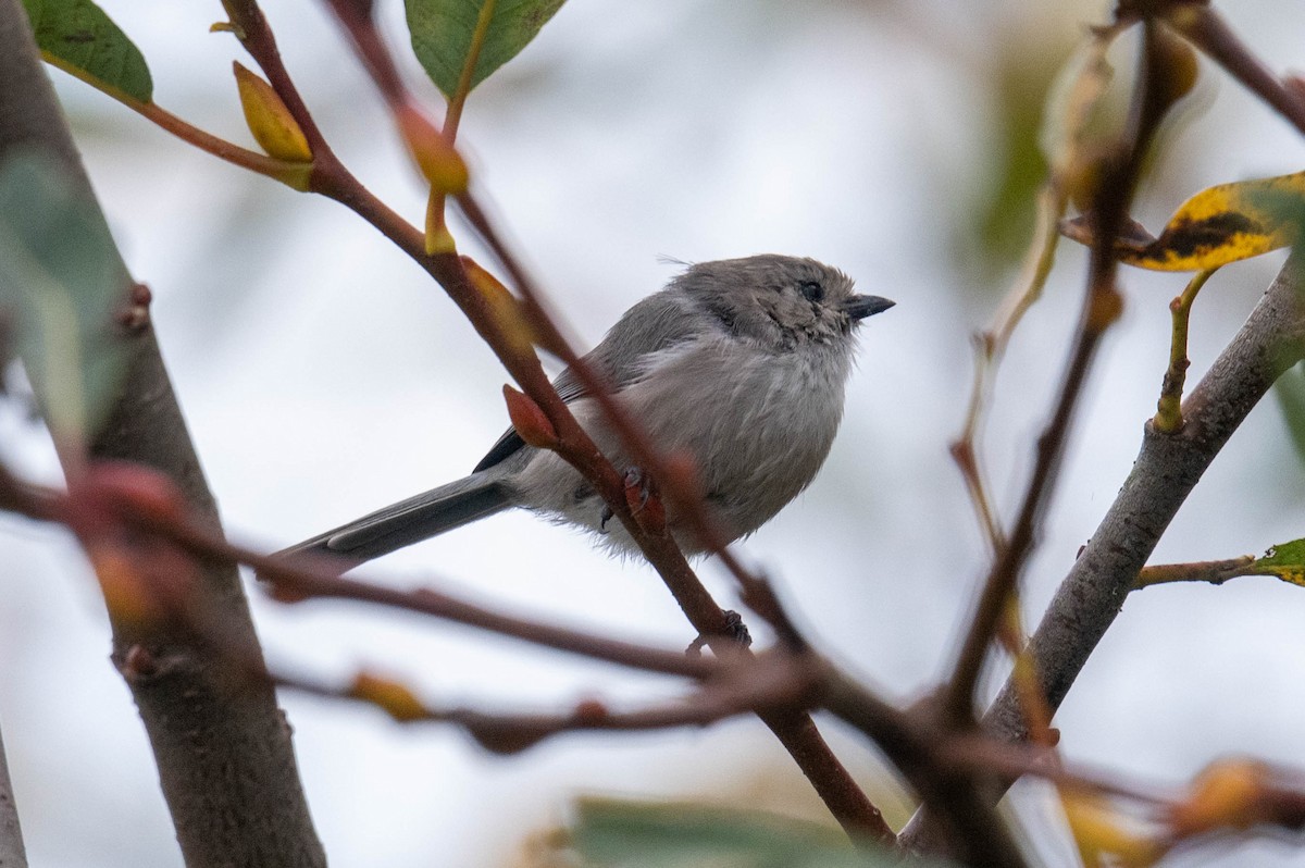 Bushtit - ML646413025