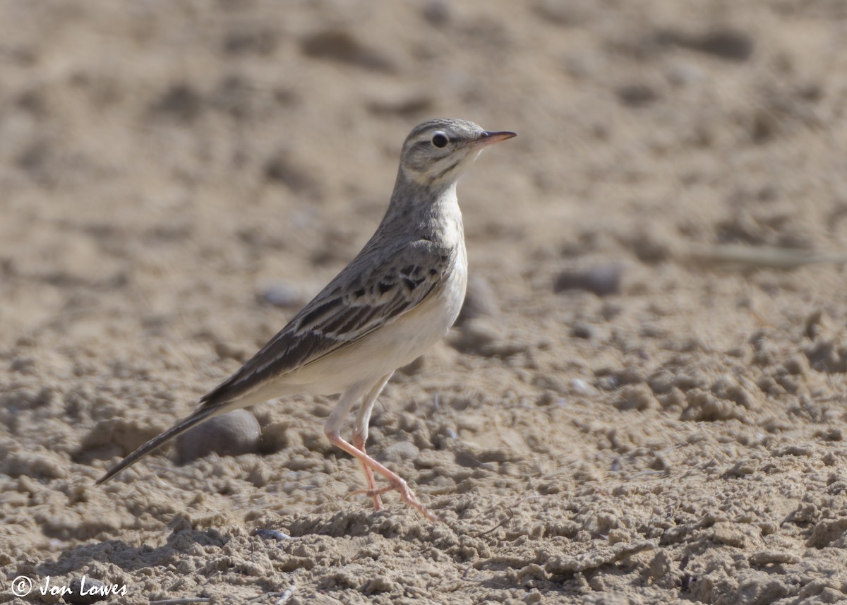 linduška úhorní - ML646413026