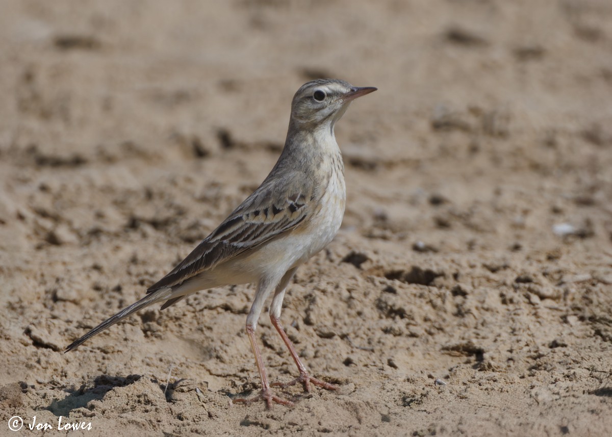 linduška úhorní - ML646413027