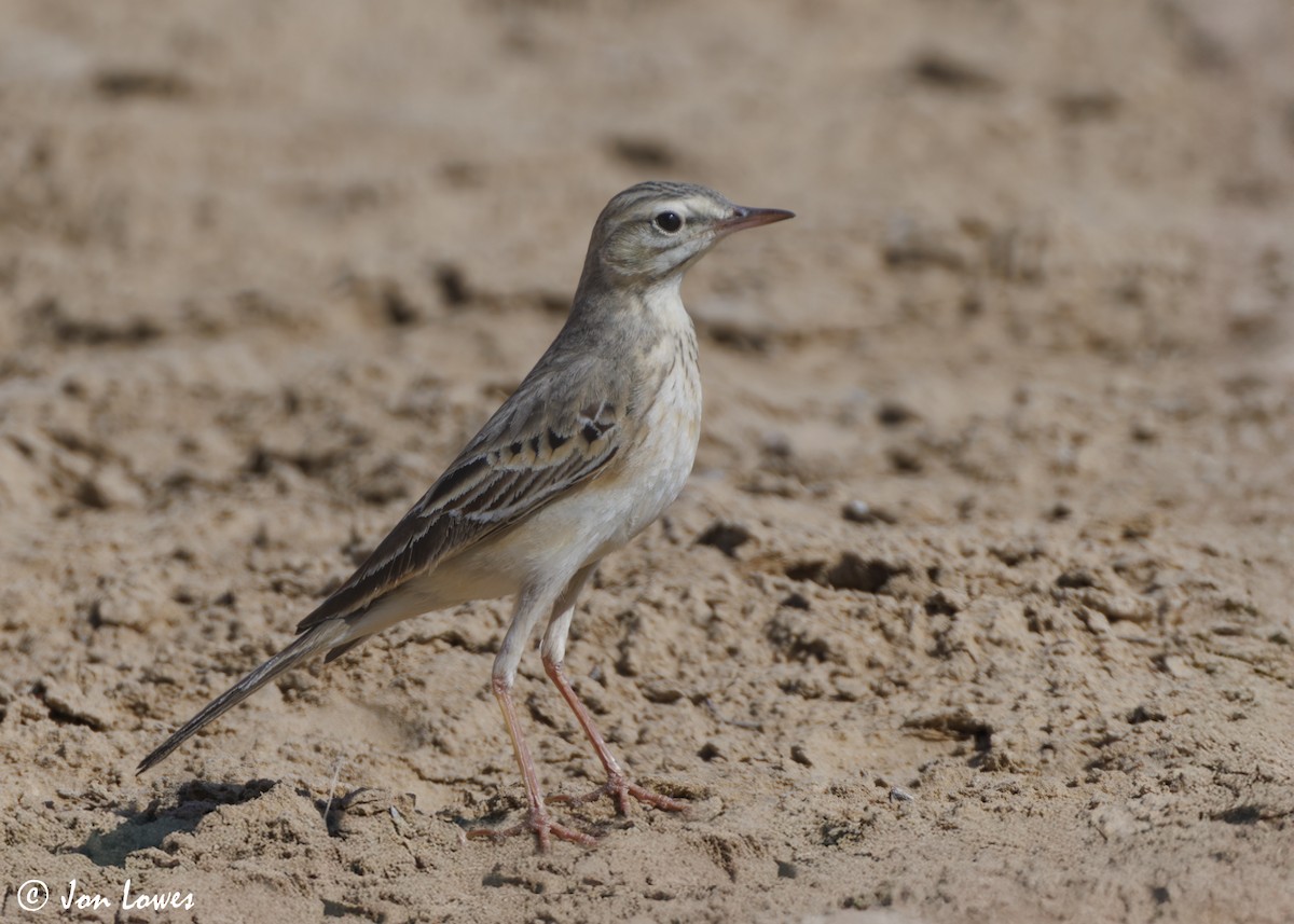 linduška úhorní - ML646413028
