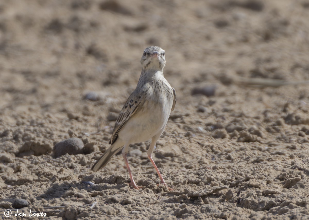 linduška úhorní - ML646413029