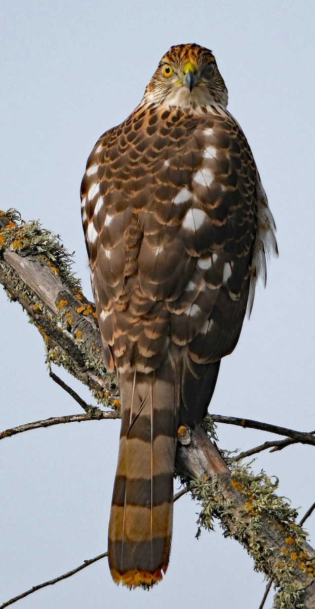 Cooper's Hawk - ML646413033